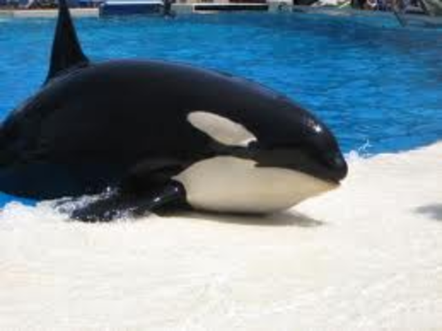 Sea World