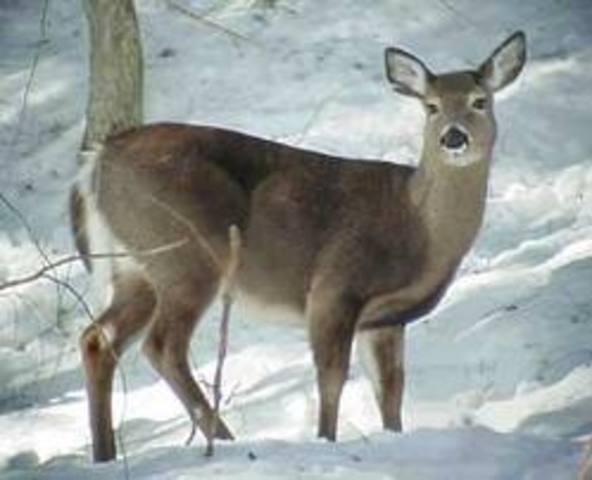 first statewide anterless deer season
