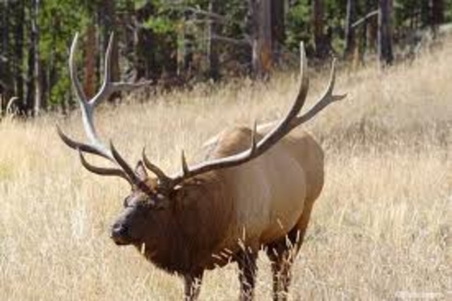 elk given protection