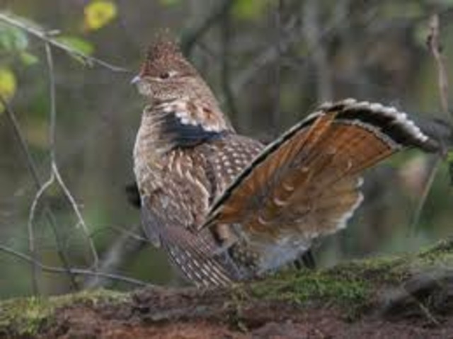 ruffed grouse named the state bird