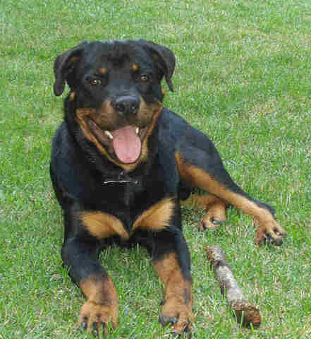 When i got my first dog