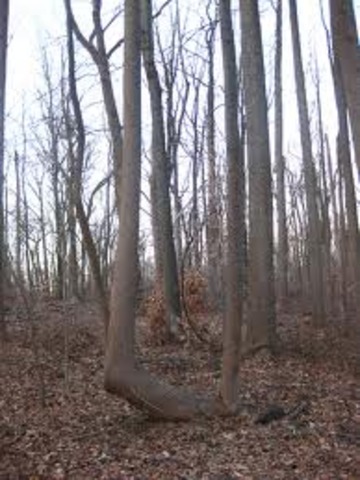 Was the Chrismas my dad bout me a gun to start my first hunting trip. Before sun light one early Christmas morning. I awoke around three or four o'clock. Approach my mom and dad's bed and woke them up. They approach the couch slowly and tell me to open my