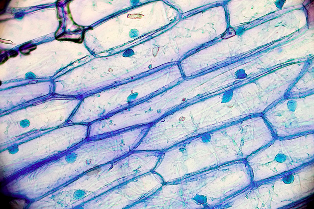 Cells Became the Basic Unit of Life