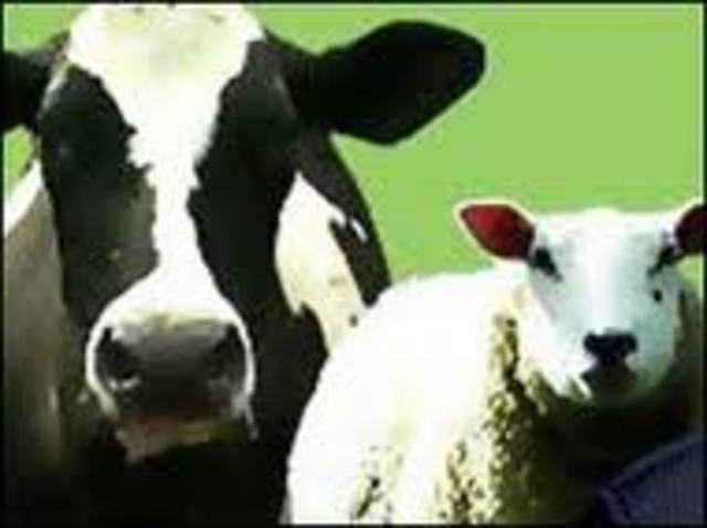 Foot and Mouth disease