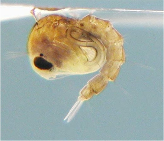 Pupa