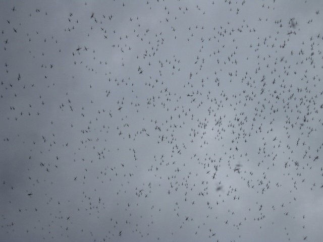 Male and Females Mate