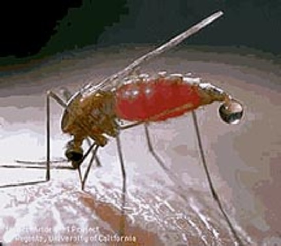 Female Mosquito has first blood meal