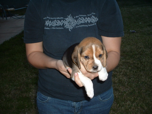 We got our puppy Nellie Belle