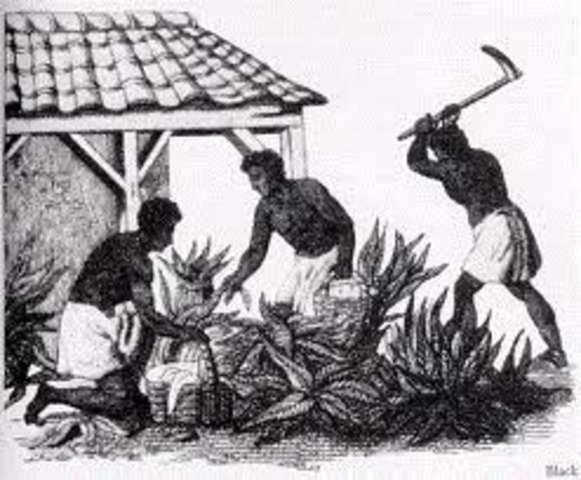 First enslaved Africans arrive in the Americas