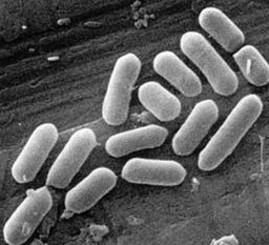 Antony can Leeuwenohek discovered bacteria, free-living parasitic protists, sperm cells, blood cells...