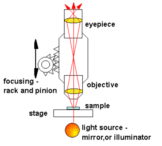 Fritz Zernike used the angle of rays in order to view onstained cells.