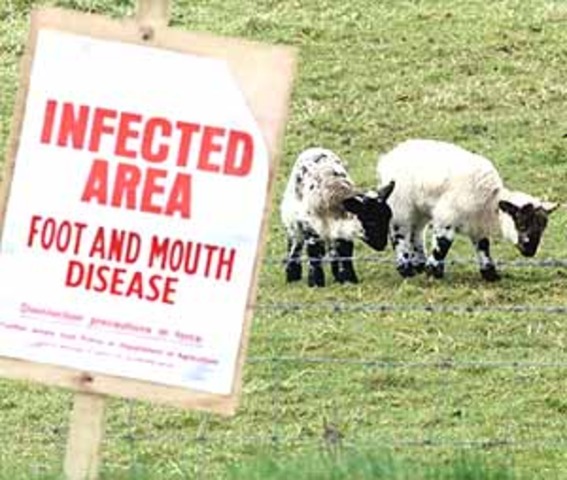 Foot and mouth outbreak