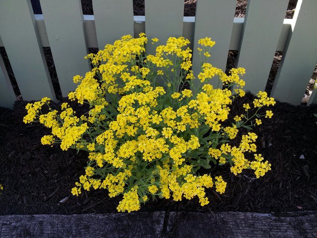 First Woman Wins Marathon