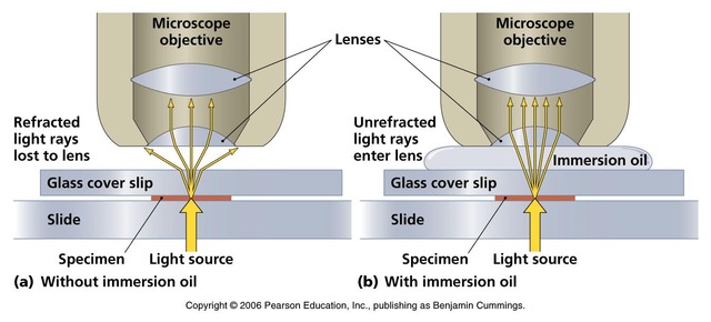 Oil Immersion Lens