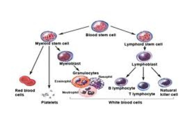 The discovery of blood groups