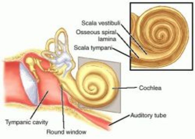 Importance of the Cochlea