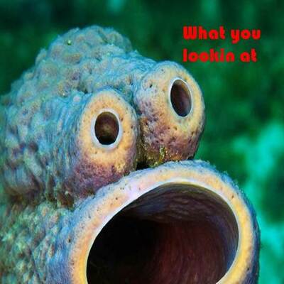 Timeline: Immigration And Westward expantion