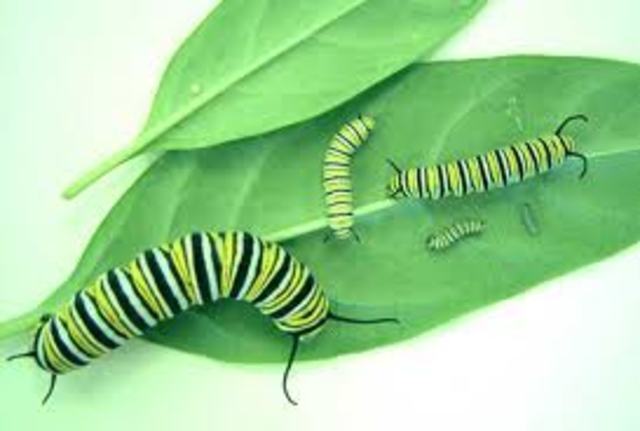 The Larva or Caterpillar Comes Out!