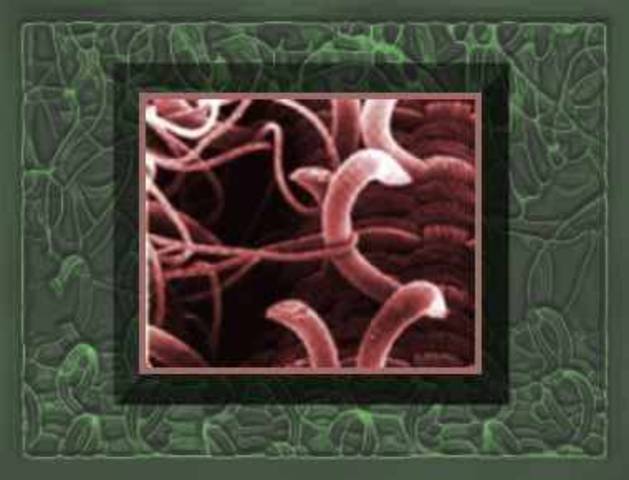 In 1948 velcro was invented by George de mestral