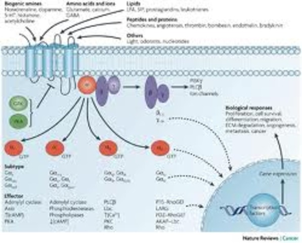 Discovery of G proteins
