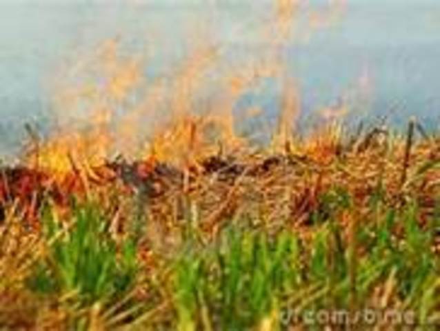 Leaving Ireland  and Immigrating to America