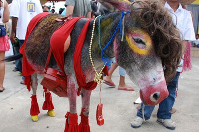 FESTIVAL DEL BURRO SAN ANTERO/CORDOBA/COLOMBIA