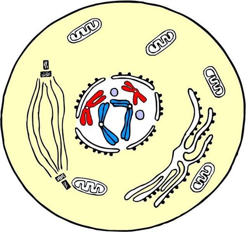 Walther Flemming discovers mitosis