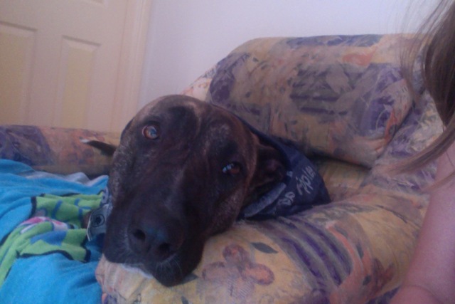 When I Got MY Dog (Rosie)