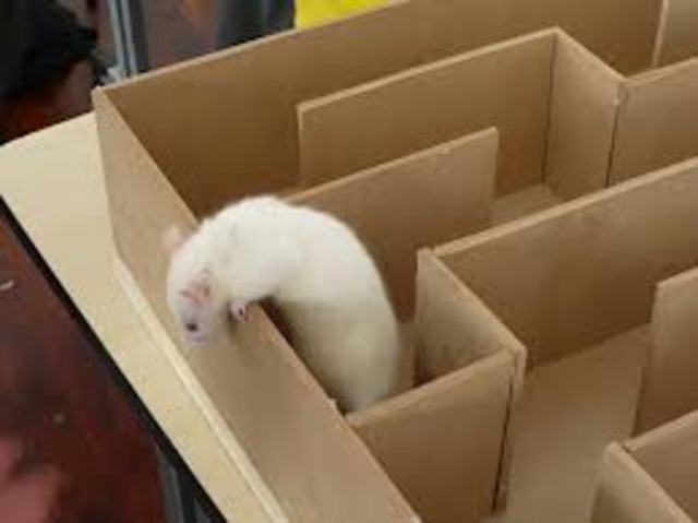 Teoría pedagógica-Conductismo