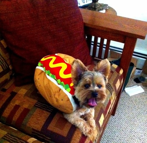 The Day I Got my Dog