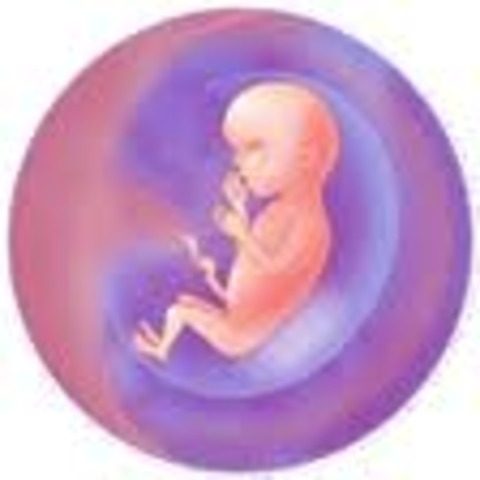 Fetal Development Month 3