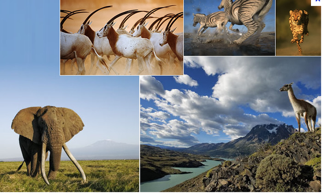 Ancestor's of mammels