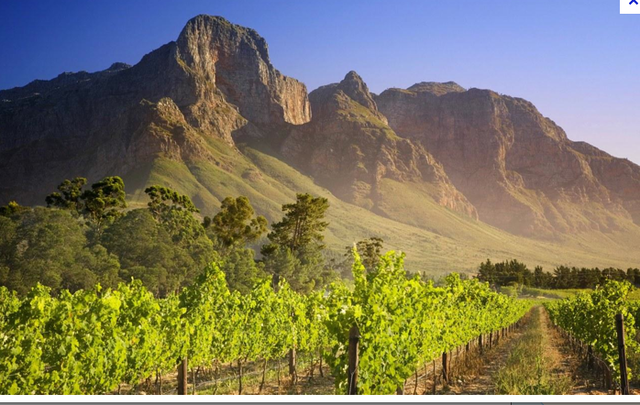 Longest wine route