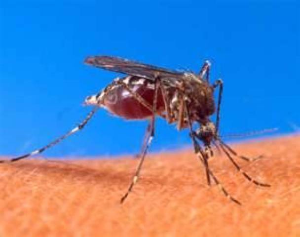 Malaria discovered