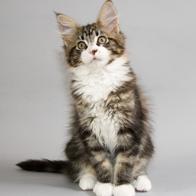 Timeline: La Vida de Mida