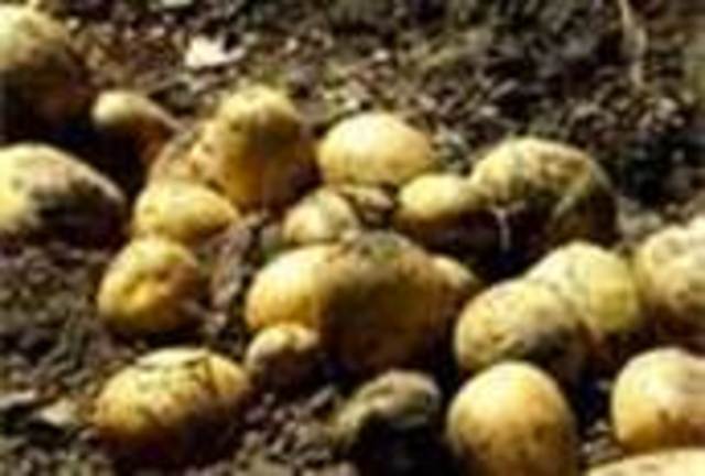 the great potato famine