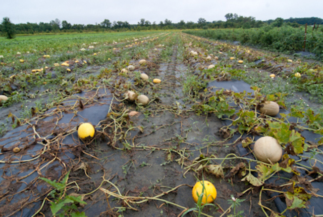 rainy and cold seasons