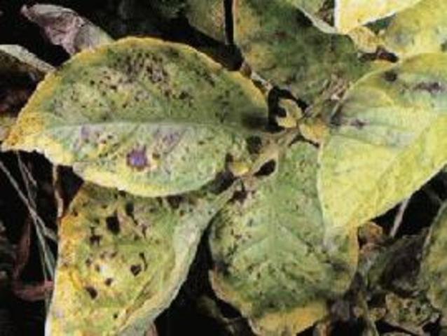 Potato Famine in Ireland