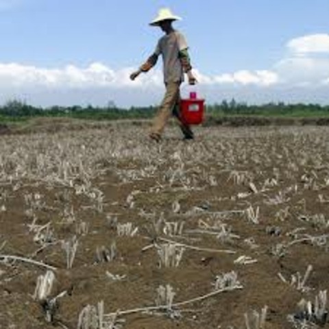 Northern Chinese Famine
