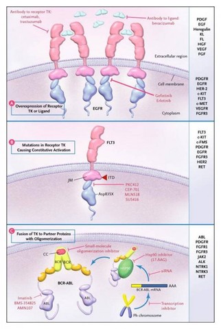 Beginnings of Personalized Medicine
