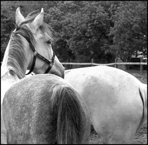 went to the stables on the west side of town; I buy a horse for 10 gold coins. I named him lucky hoping he will bring me luck in my new home. Tomorrow I will leave for Washington. I don’t have much packed, just my gold coins, I set of clothes, and a sand