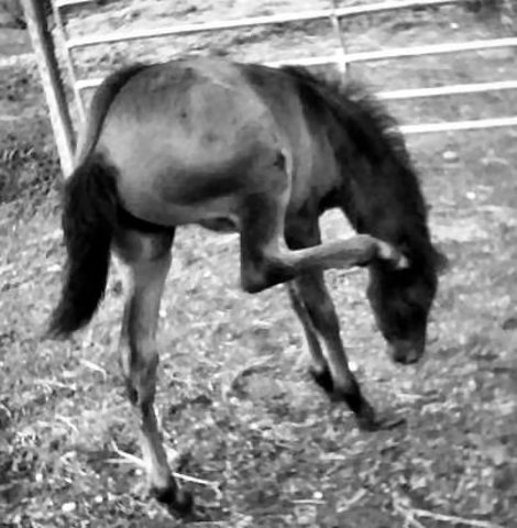 I made it to Washington! The first thing I did is buy myself 15 acres of land and 3 more horses. I only have 5 more gold coins but I hope it will be enough before I can make my own money.