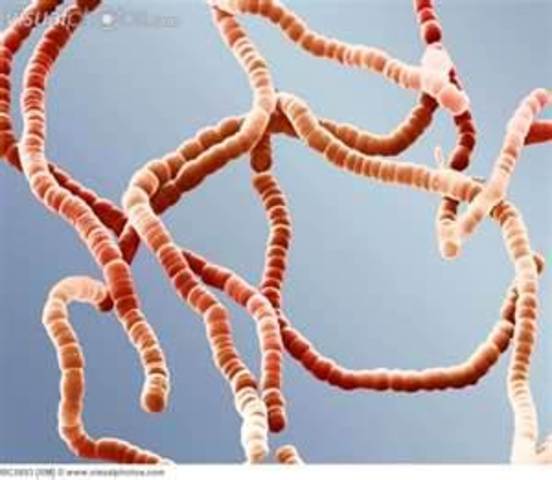 Cure for Streptococcus