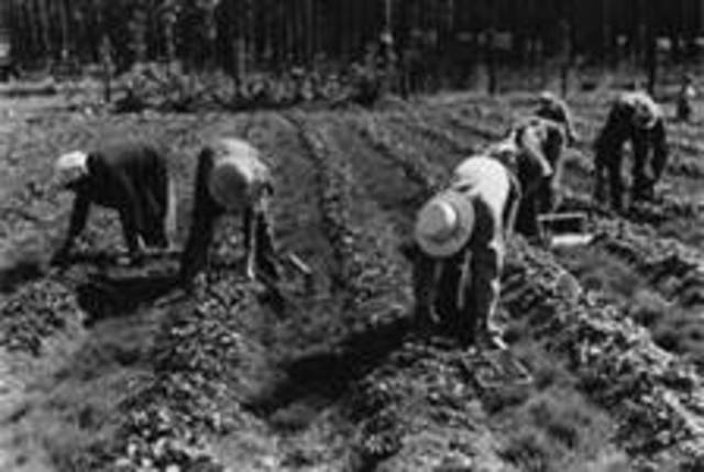 Bjorn Quits the Mining Job and Decides to Farm Again