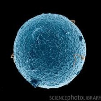 Timeline: Cell Theory  Time line