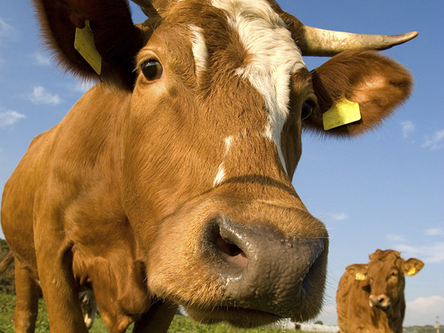 Rules tightened for large livestock operations