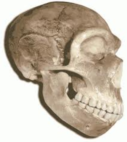 Находка черепа неандертальца вблизи Дюссельдорфа