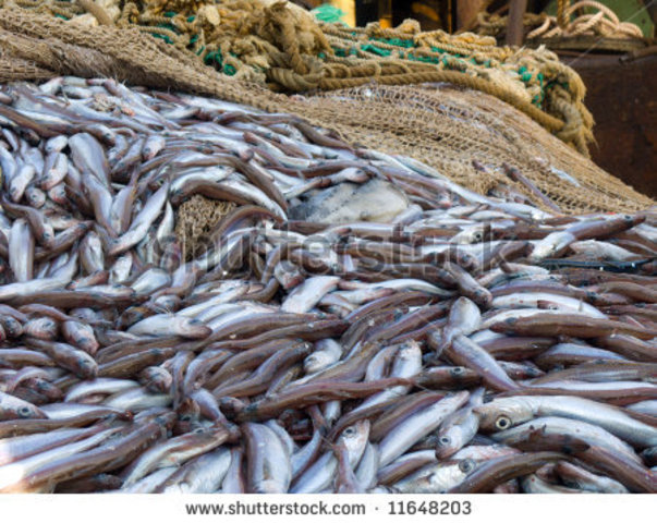 Get Job At Fish Factory