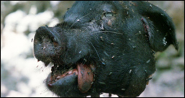 Gift For the Darkness