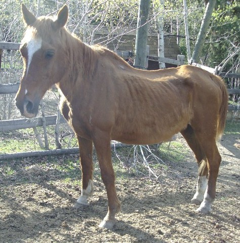 Purchace Items For the West